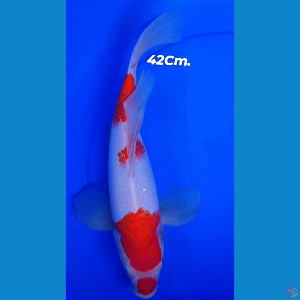 Kumpay Kohaku 
