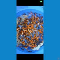 Showa Hiutsuri 8-13cm 250pcs