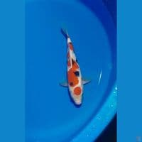 MARUTEN SANKE 22 CM