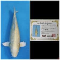 Ogata Ogon 