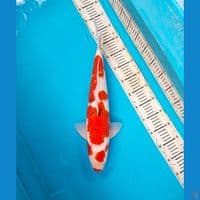 Sanke 48cm Male
