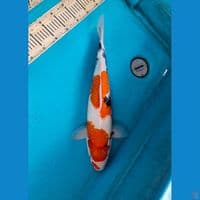 Tategoi showa 48cm Female