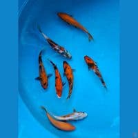 Mix koi12-14cm 