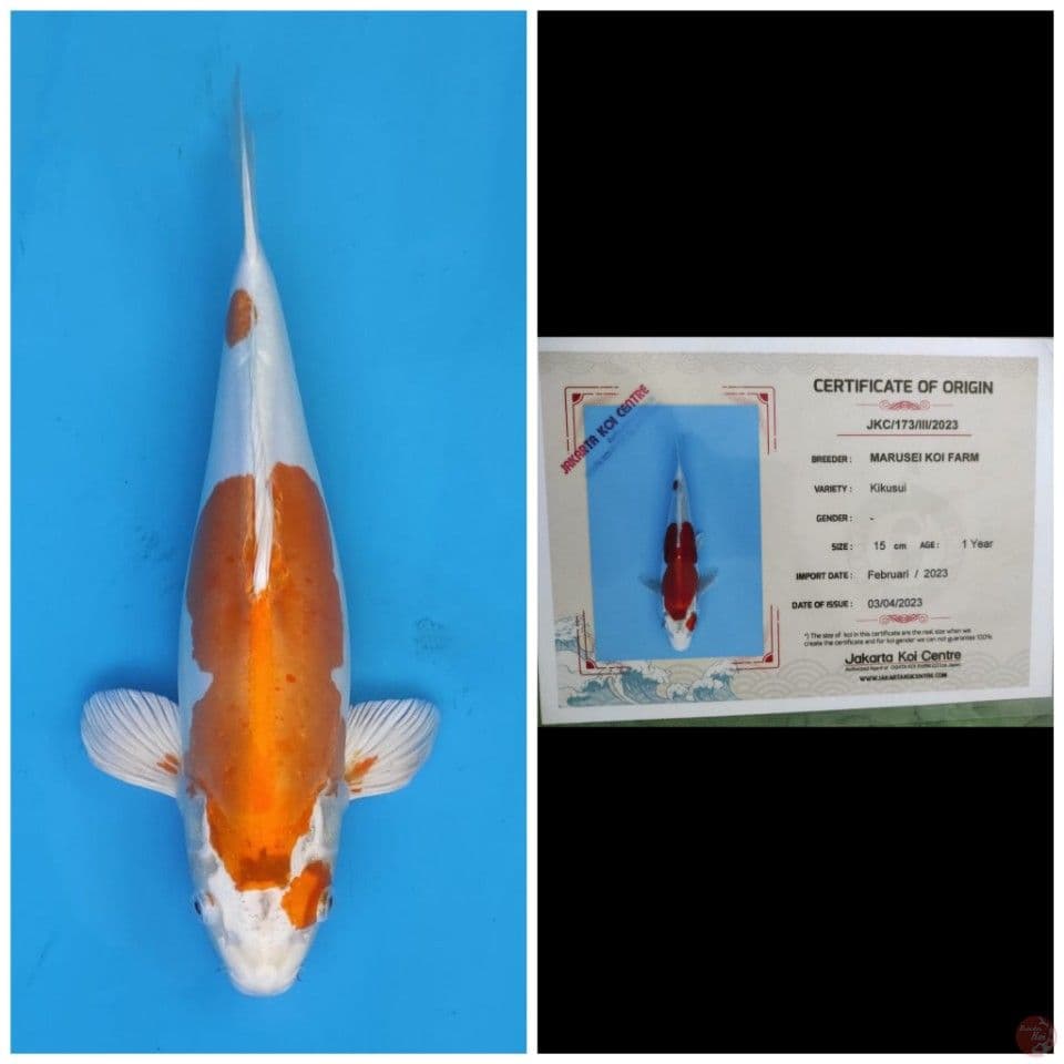 Marusei Kikushui