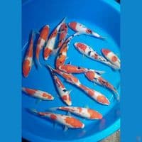 KOHAKU SANKE 20-25 CM 16 EKOR 