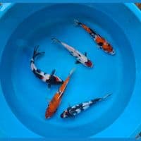 Mix shiwa shiro 24-26cm