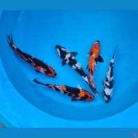 Mix showa 22-23cm