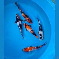 Showa shiro 23cm