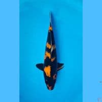 Hi utsuri 24cm