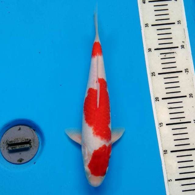 SANDAN KOHAKU