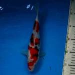 ORIGINAL SANKE HQ 24cm