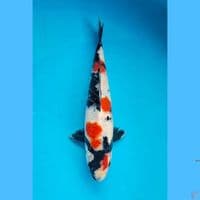 Kindai showa 22cm