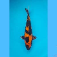 Hiu 26cm 