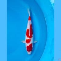 Kohaku 30cm