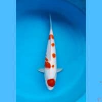 Maruten kohaku 38cm male