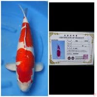 Ogata Jumbo Kohaku 