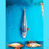 Asagi 32cm Female
