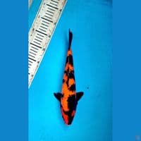 Hi utsuri 30cm Male