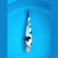 Shiro tategoi 29cm Male