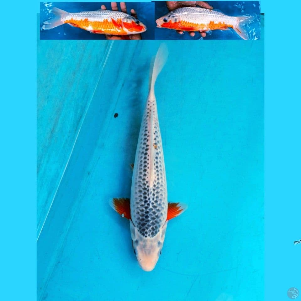Asagi 32cm Male
