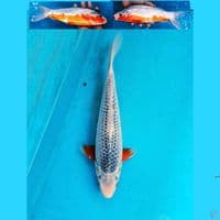 Asagi 32cm Male