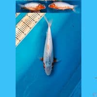 Asagi 34m Female