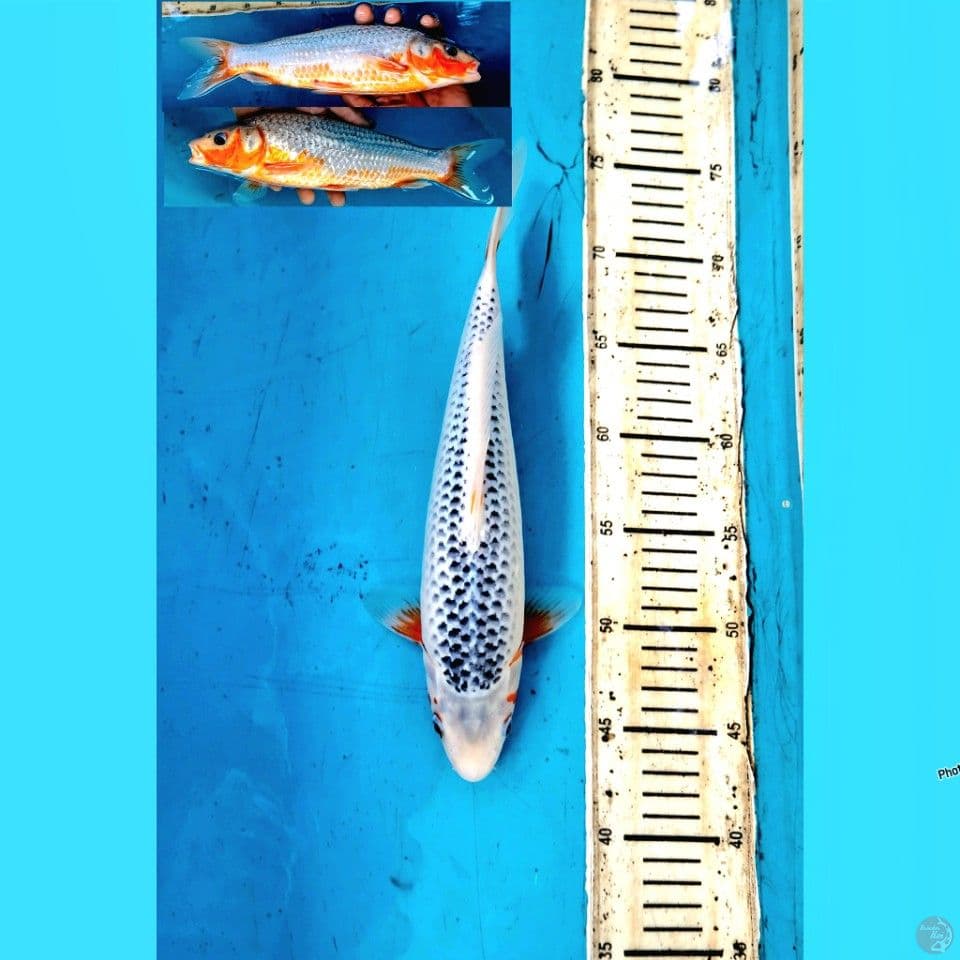 Asagi 30cm Male
