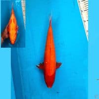 Aka hajiro 36cm Female