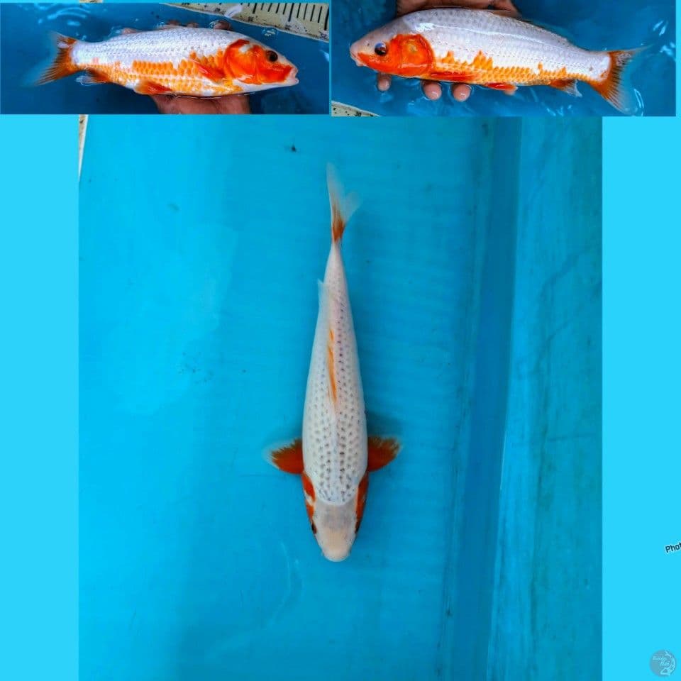 Yuki asagi 32cm Male