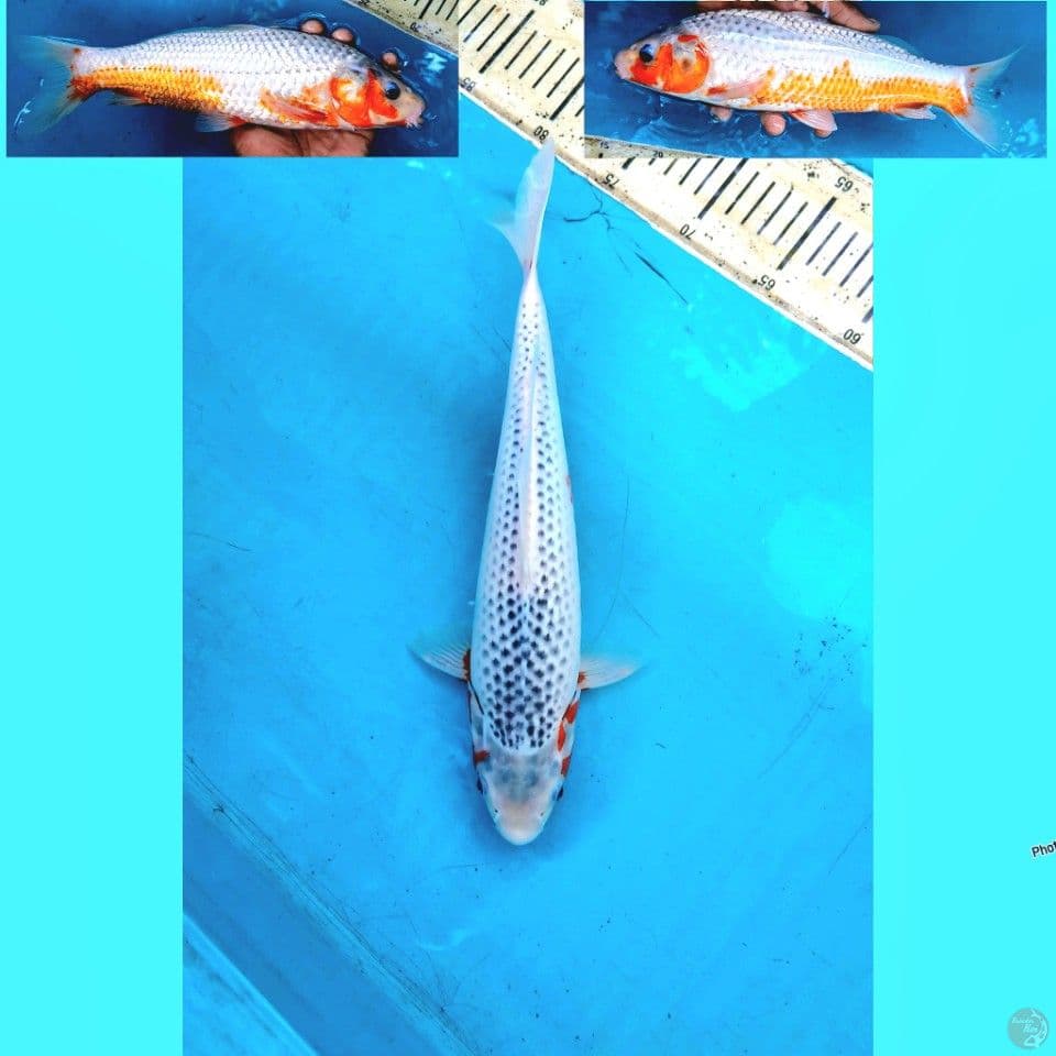 Asagi 33cm Male