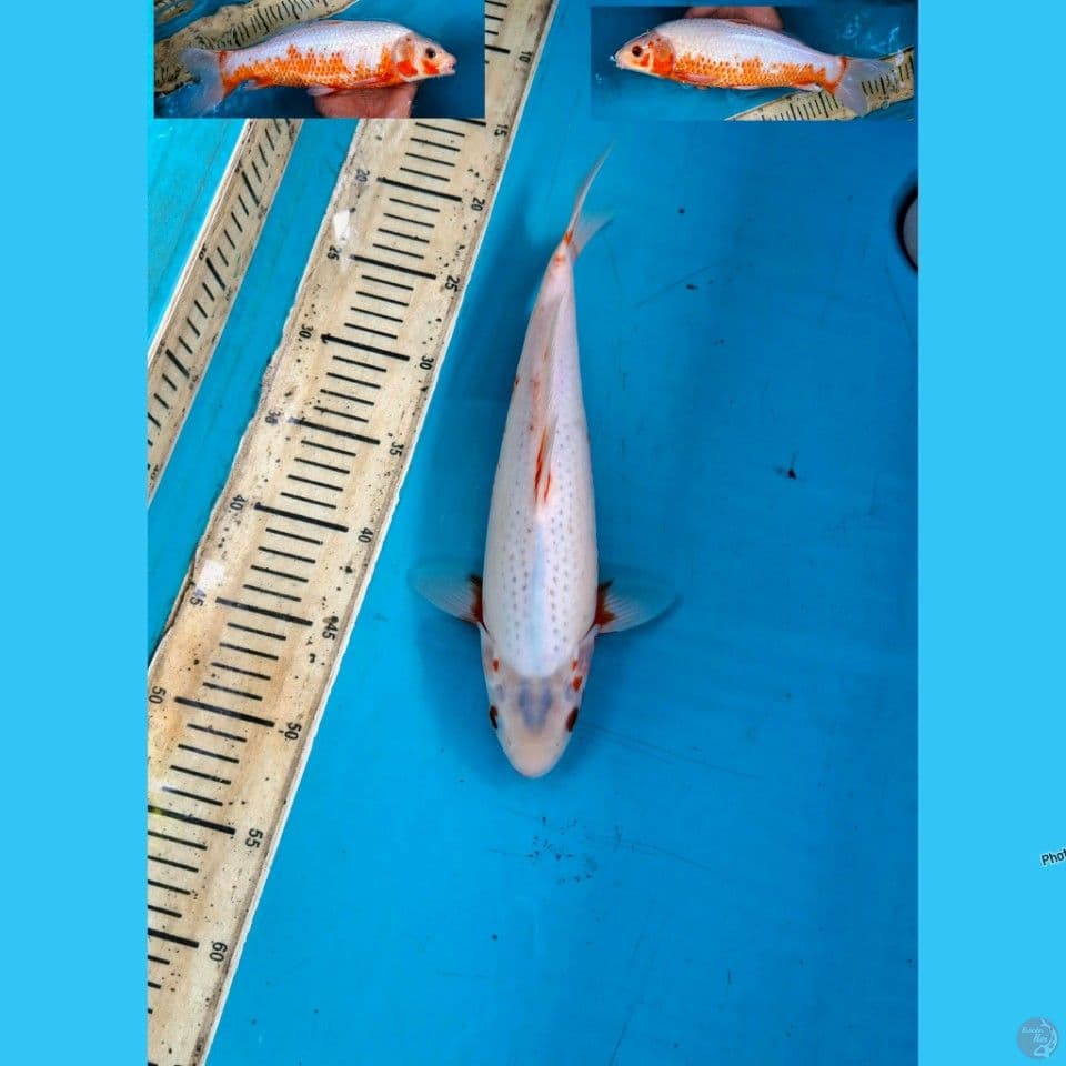 Asagi 33cm Female