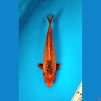Aka matsuba 34cm Female