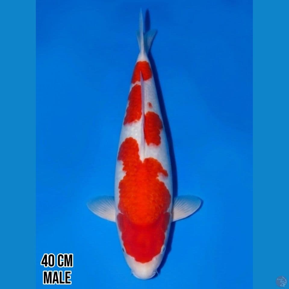 KOHAKU 40 CM MALE