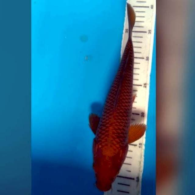 28 CM - CHAGOI 