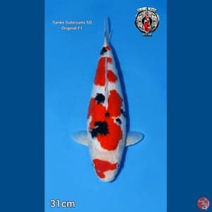 Sanke subosumi SQ Original F1 31cm