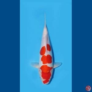 ARAGOKE KUHAKU 30.Cm
