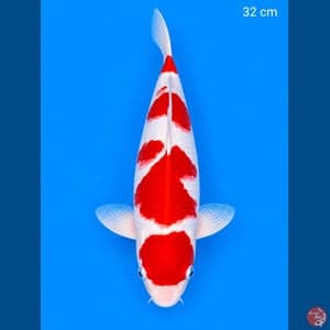 Kohaku bl akf 32 cm