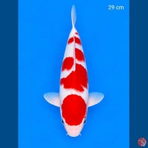 Kohaku