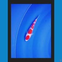 kohaku male 20cm