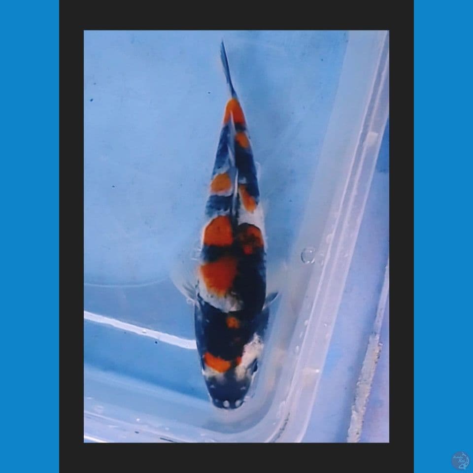 showa 14cm
