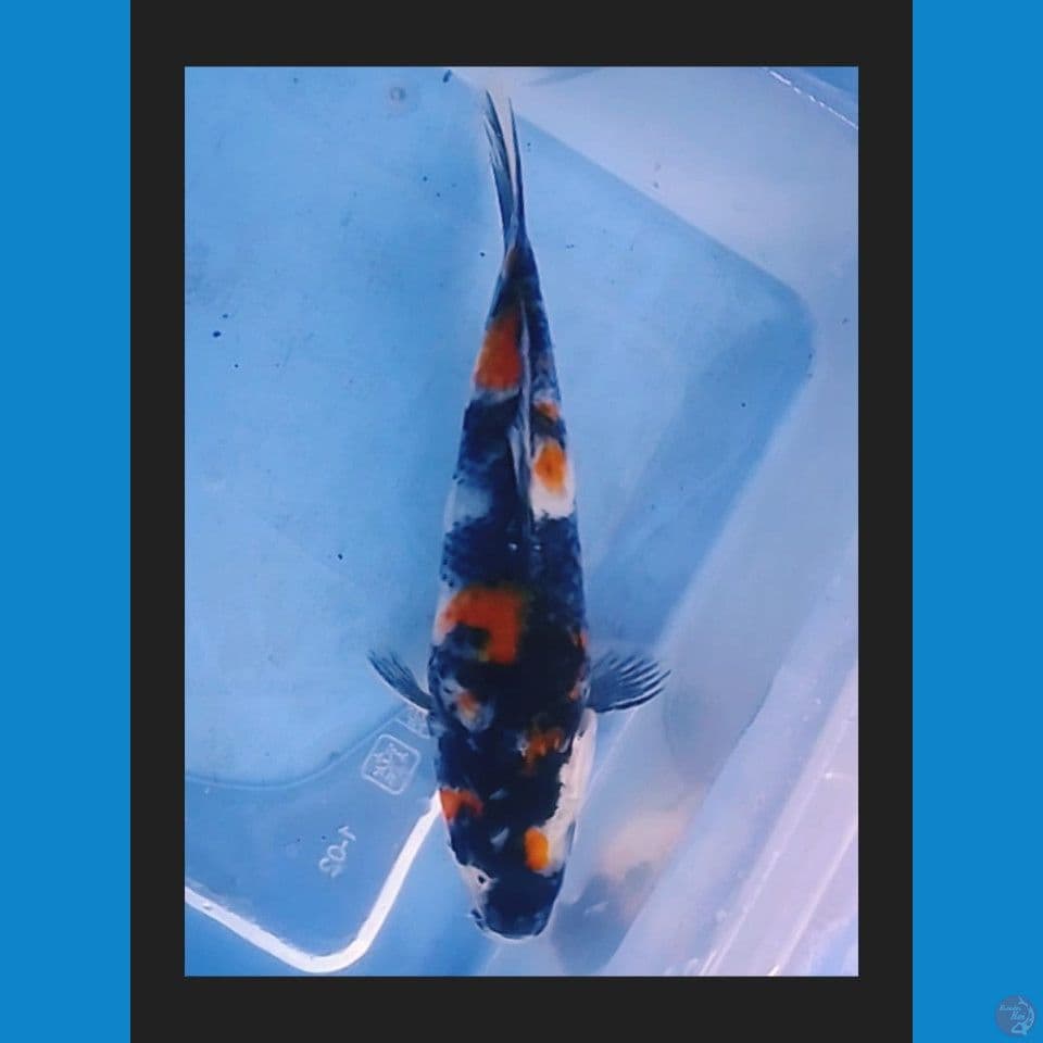 showa 14cm