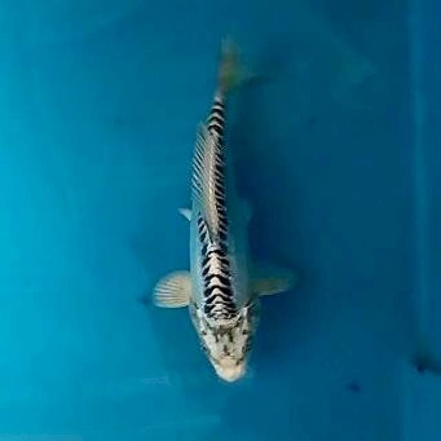 Shusui*20cm