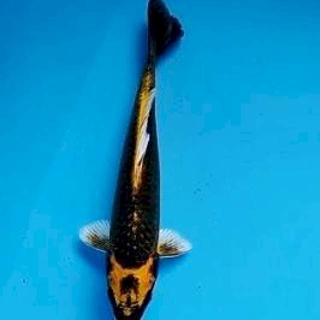Kabuto*20cm