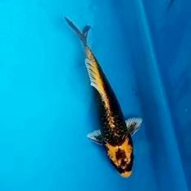 Kabuto*20cm