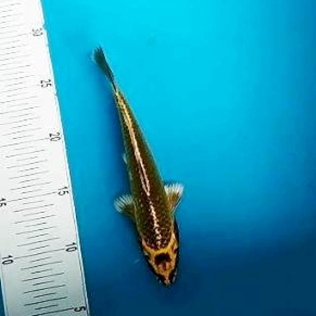 Kabuto*21cm
