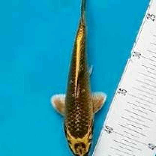 Kabuto* 20cm