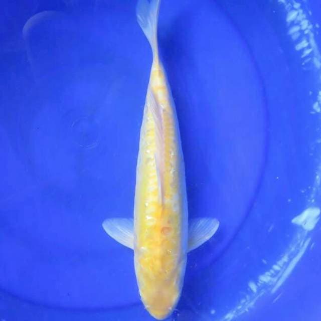 F1 Karasi Doitsu Ginrin Female - 35cm 