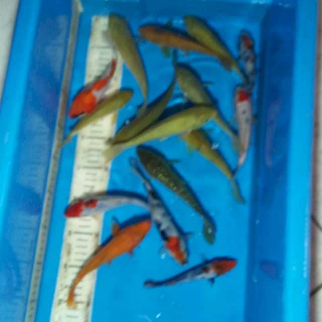 Murmer 16 ekor Showa, Chagoi (15-17cm) 