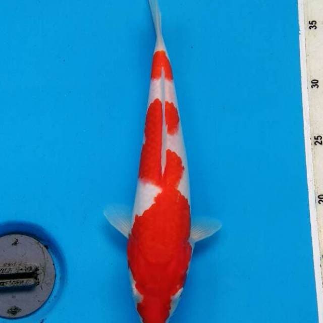 KILAT MERAH - KOHAKU CIAMIK