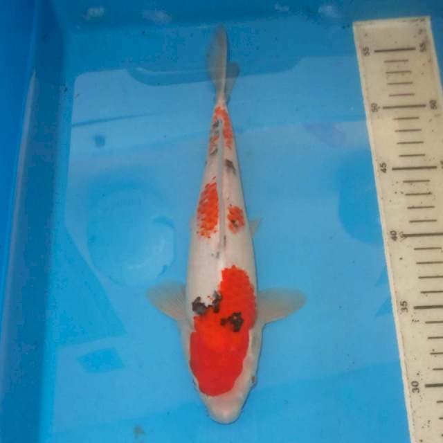 KANOKO SANKE TOP